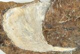 Fossil Ginkgo Leaf From North Dakota - Paleocene #201266-1
